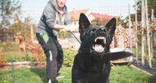 dangerous dog lunges on a lead