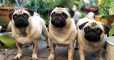 Three pugs standing in a garden in Kent