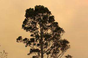 Australia, bushfire, social work, international federation of social workers, australian association of social workers