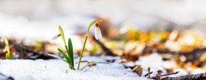 White snowdrops grow out of the melting snow on the forest floor.